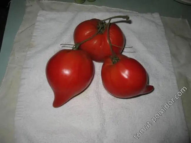 Depp’s Pink Firefly (Светлячок Дэппа Розовый) — D — сорта томатов — tomat-pomidor.com — отзывы на форуме | каталог