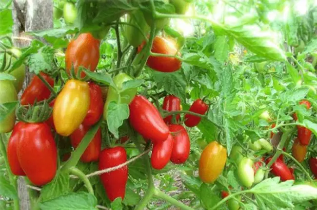 Оригинальный и очень вкусный томат — Красный клык: отзывы и описание сорта