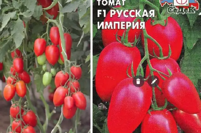 Томат Русская империя F1: отзывы об урожайности помидоров, характеристика и описание сорта, фото куста