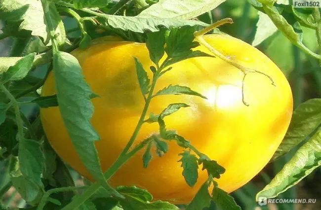 Томат Желтый великан: характеристика и описание сорта, отзывы об урожайности помидоров, фото семян