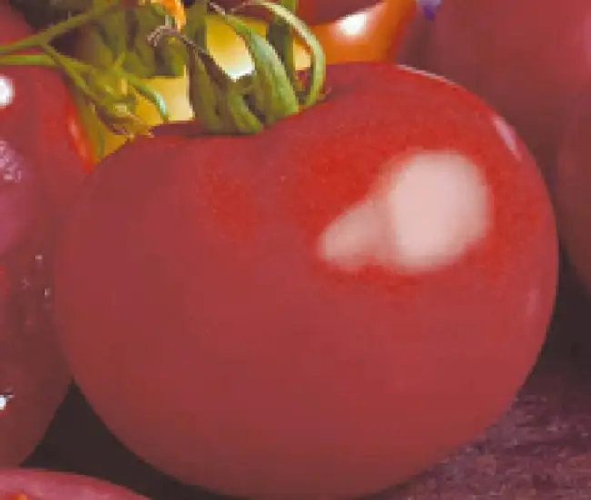 Сорт томата Волверин: описание плодов, вкусовые характеристики и употребление. Особенности выращивания, борьба с вредителями и урожайность.