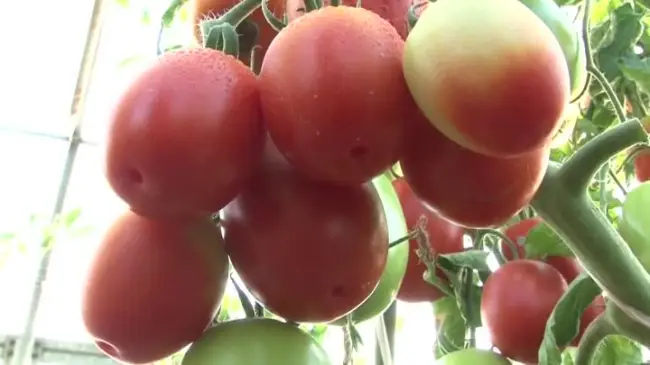 Характеристика сорта томатов дачный любимец
