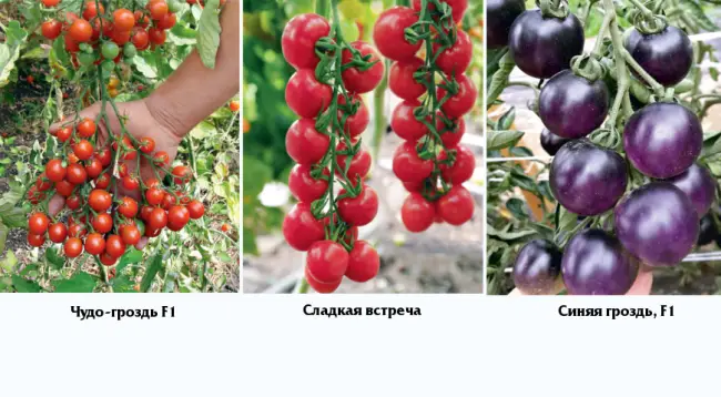 Томат Сладкая гроздь: характеристика и описание сорта, урожайность с фото