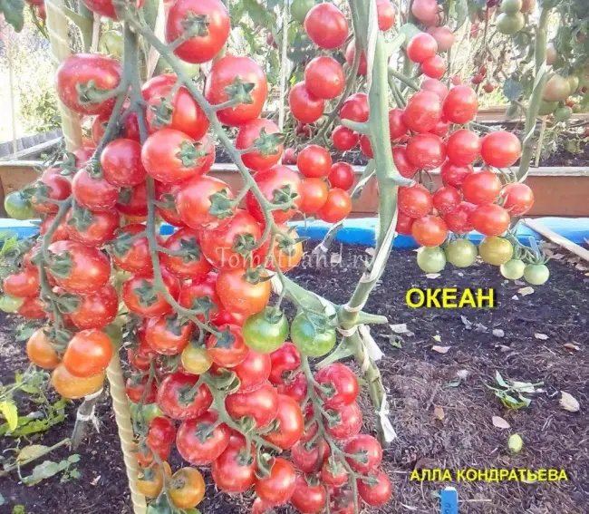 Характеристика высокоурожайного сорта томатов “Океан”