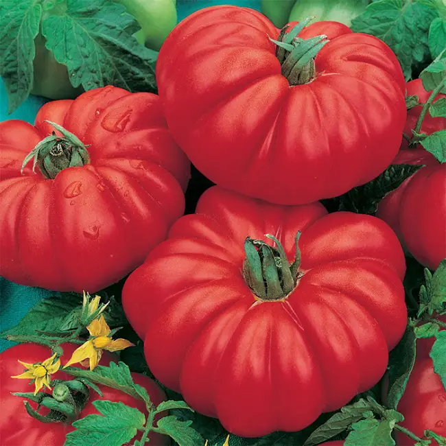 Томат Веселая соседка: отзывы об урожайности помидоров и фото семян, описание и характеристика сорта