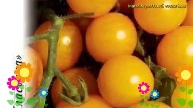 Томат Златовласка: характеристика и описание сорта черри, отзывы тех кто сажал помидоры об их урожайности, фото куста