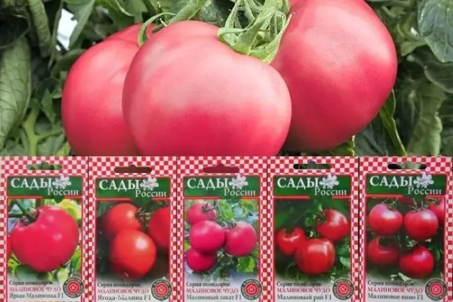 Малиновые помидоры сорта
