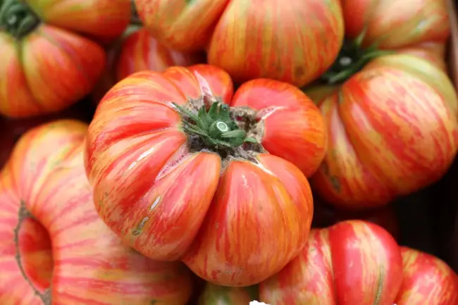 Томат Большая радуга: характеристика и описание сорта, отзывы об урожайности помидоров и фото куста