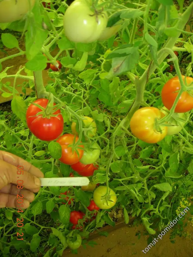 Томат Красная стрела F1: отзывы об урожайности, характеристика и описание сорта, фото семян
