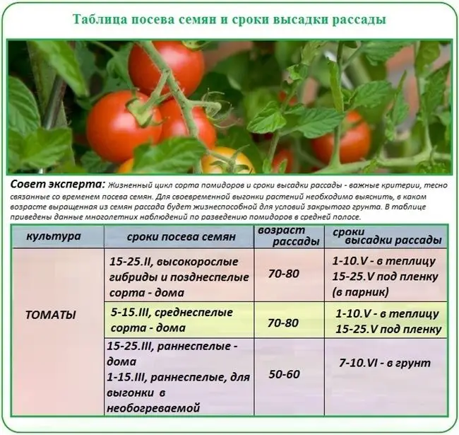 Томат Гунин: характеристика и описание сорта, особенности выращивания с фото