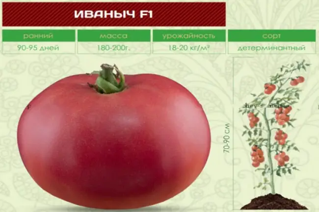 Томат Иваныч f1: описание гибрида, фото помидоров и кустов, отзывы начинающих и опытных огородников