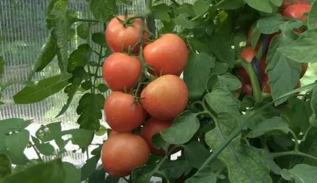Агрономия — Нада F1 – томат, который ждали! | Esasem — профессиональные семена овощей
