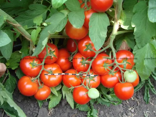 Томат Аврора F1: характеристика и описание сорта, отзывы об урожайности помидоров из семян и фото
