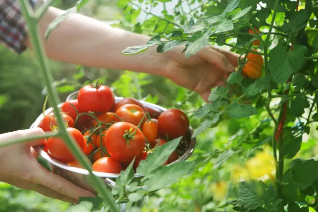 Томат дарья описание сорта — Сорта помидоров для открытого грунта: описание, фото, отзывы
