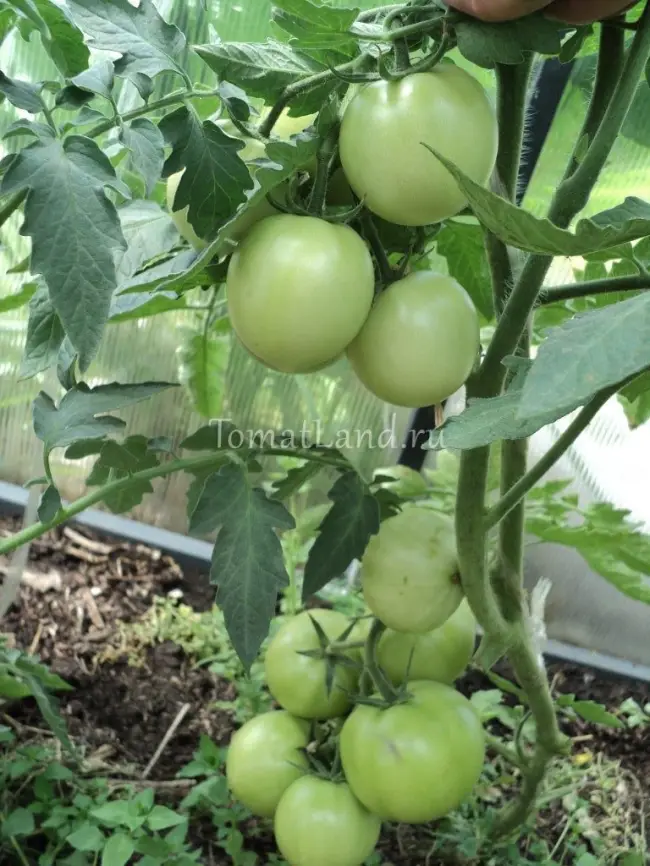 Томат Дипломат F1: отзывы об урожайности, видео и фото помидоров, описание и характеристика сорта