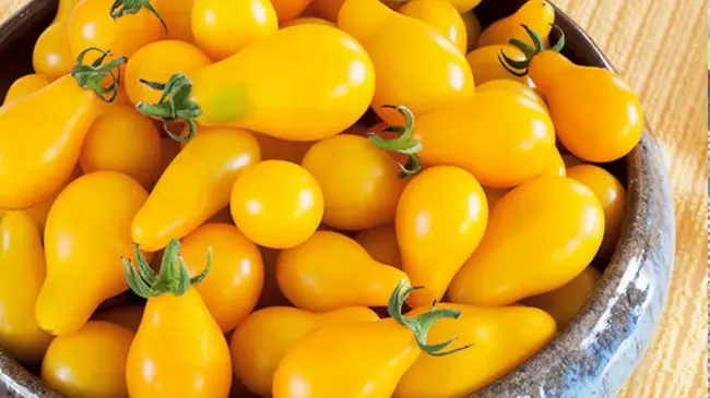Описание сорта томата Золотая кисть, особенности выращивания и ухода » Блог » Дачные дела