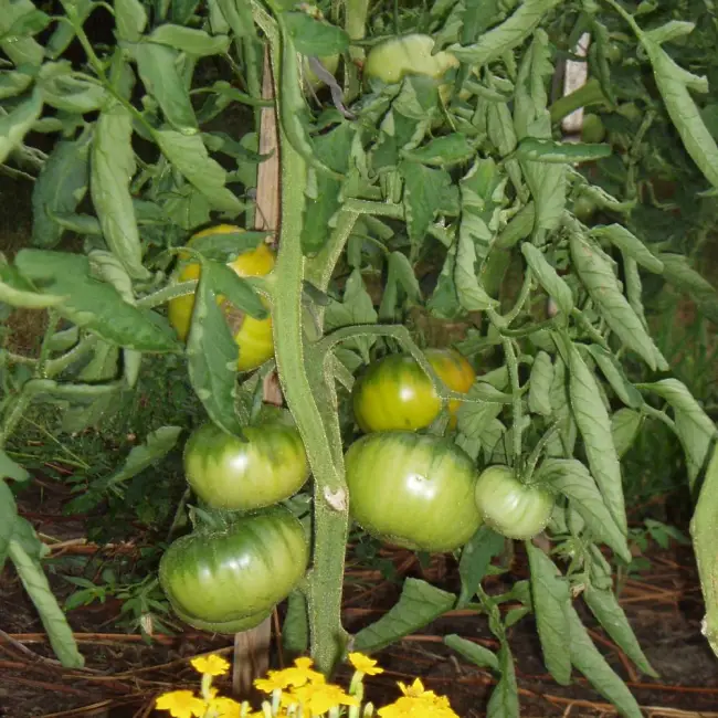 Томат «Малахитовая шкатулка»: описание сорта, фото и основные особенности помидора Русский фермер