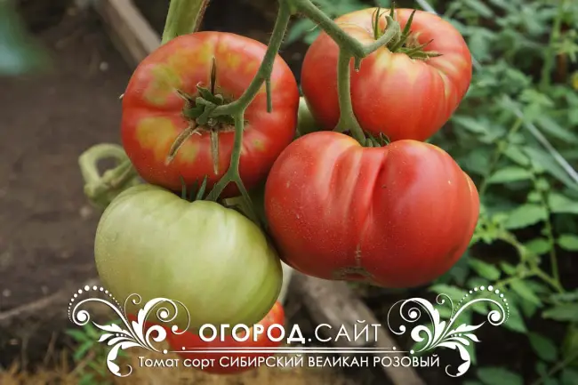Отзыв о Семена томата Гавриш «Сибирский гигант» | Размер и вкус для помидорных гурманов.