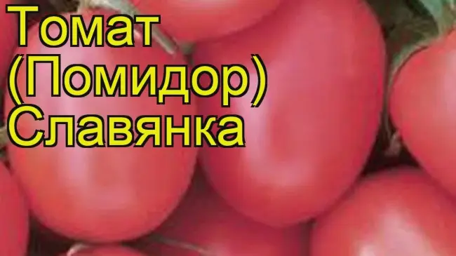 Томат Славянка: характеристика и описание сорта, отзывы об урожайности, фото помидоров