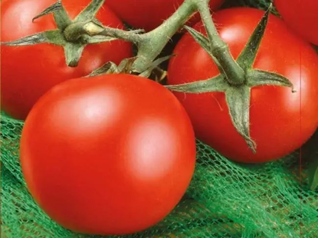 томаты, помидоры Супер ред F1  гибрид семена, фото, описание, характеристики