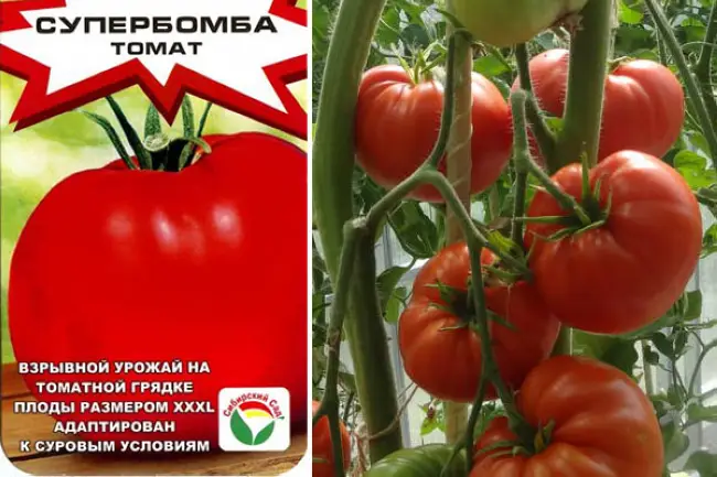 Томат Супербомба: отзывы тех кто сажал помидоры об их урожайности,характеристика и описание сорта, видео и фото семян Сибирский сад