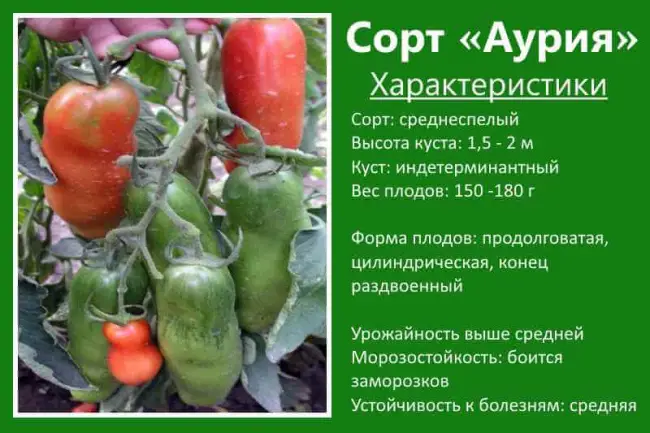 Томат Счастье F1: характеристика и описание сорта, фото и отзывы об урожайности помидоров