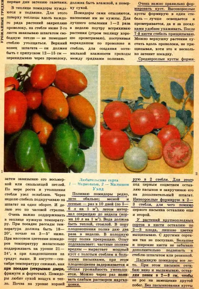 Что представляет собой томат Татьяна? Характеристика и описание сорта, его фото, советы по выращиванию семян от агрофирмы Седек, высота куста, урожайность помидора. Отзывы тех дачников, кто сажал их.
