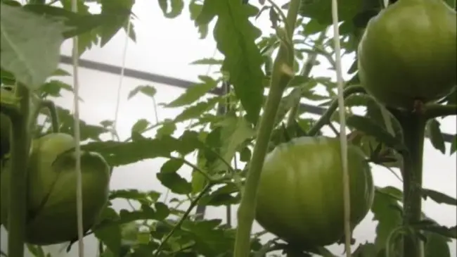 Томат Звезда Техаса: описание сорта, фото семян, отзывы об урожайности помидоров