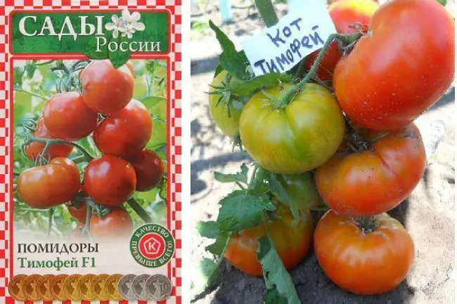 Описание сорта томата Тимофей, его характеристика и урожайность » Блог » Дачные дела