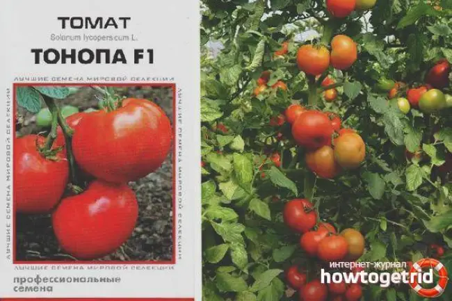 Томат Тонопа F1: описание голландского сорта, вкусовые качества и вес плодов, применение урожая, правильное выращивание культуры, борьба с вредителями, уход за