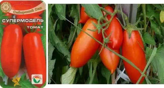 Томат топ модель описание сорта — 🍅Вкус, форма, урожай – чем порадует томат «Топ-модель»?… | Интересный контент в группе Дачные советы. Семена Алтая