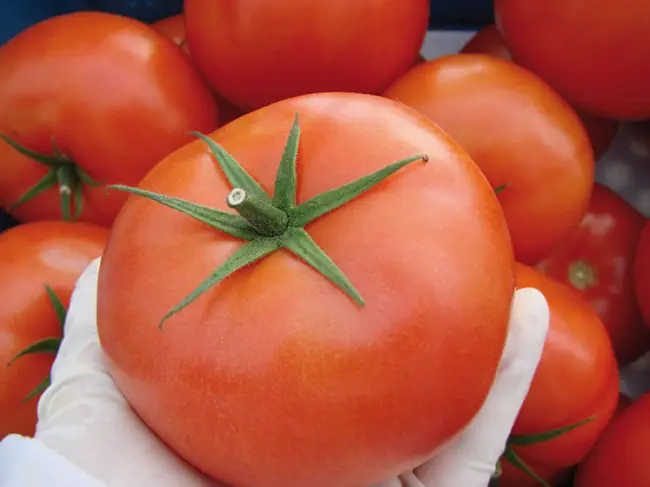 Тореро — Стабильный урожай помидор