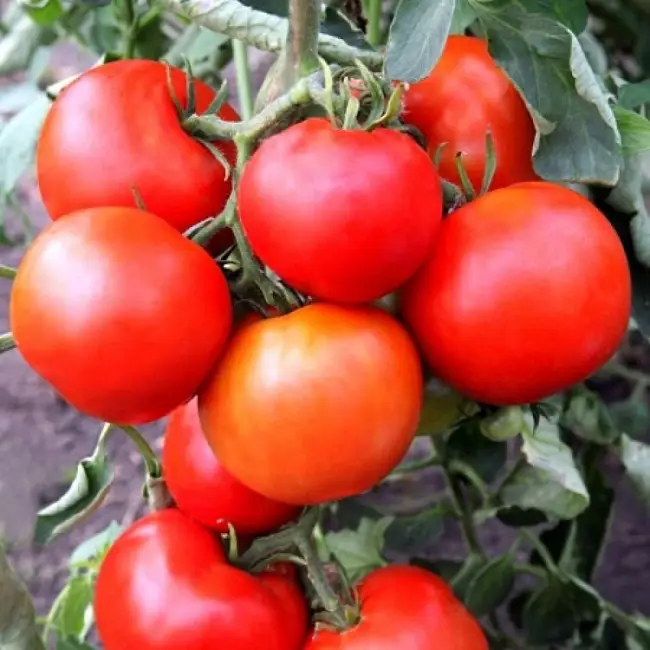 Проверенный сорт томатов Удача