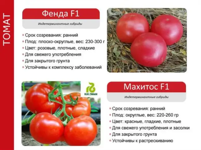 Описание гибридного томата Фенда и правила выращивания сорта