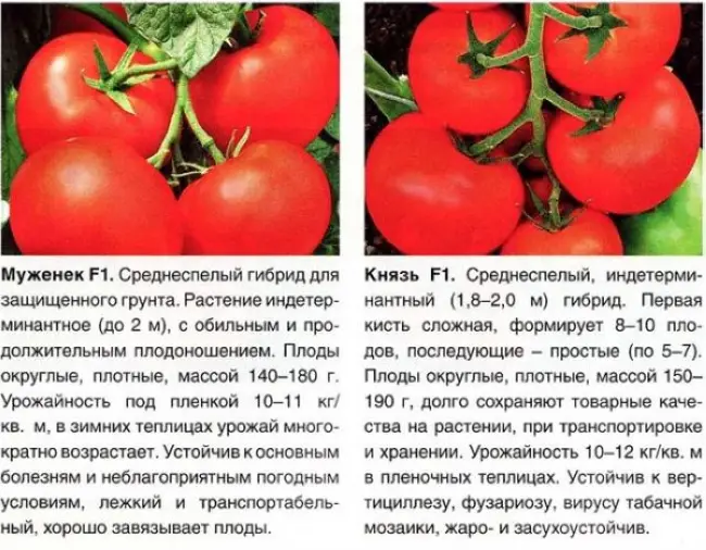 Сорт томата Царевна F1: характеристика гибрида, описание плодов и достоинств