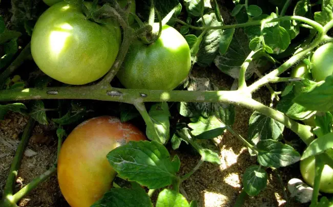 Узнайте все о том, как выращивать томаты Цунами: характеристики и описание сорта и плодов, урожайность, особенности ухода и выращивания, меры профилактики от болезней и вредителей. Ознакомимся с фото и отзывами дачников.