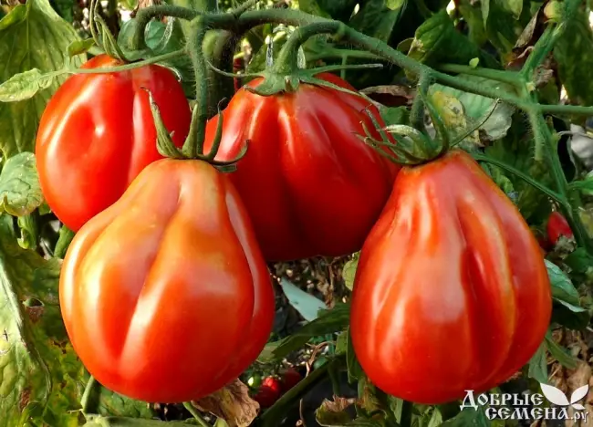 Томат Чалма: описание сорта и характеристика, отзывы об урожайности, фото помидоров