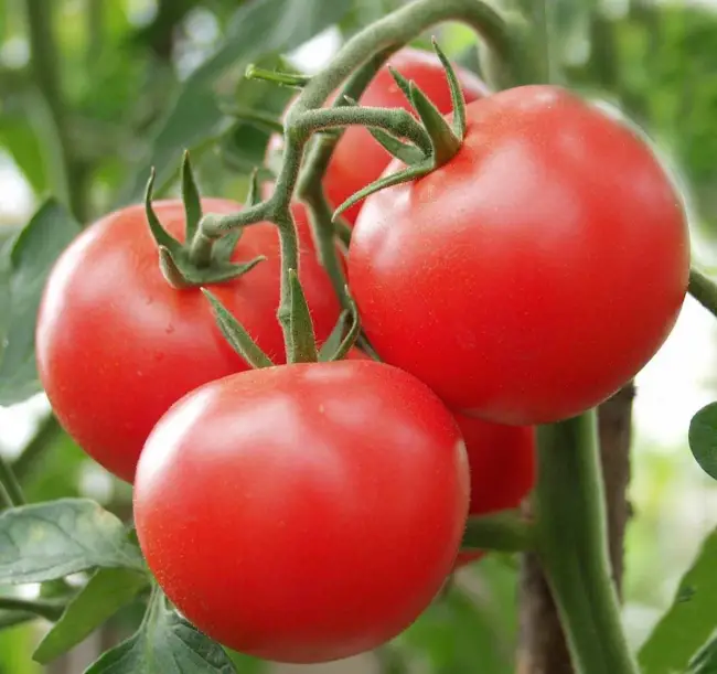 Томат челбас описание сорта — 20 лучших сортов томатов, устойчивых к жаре и засухе – фото и названия