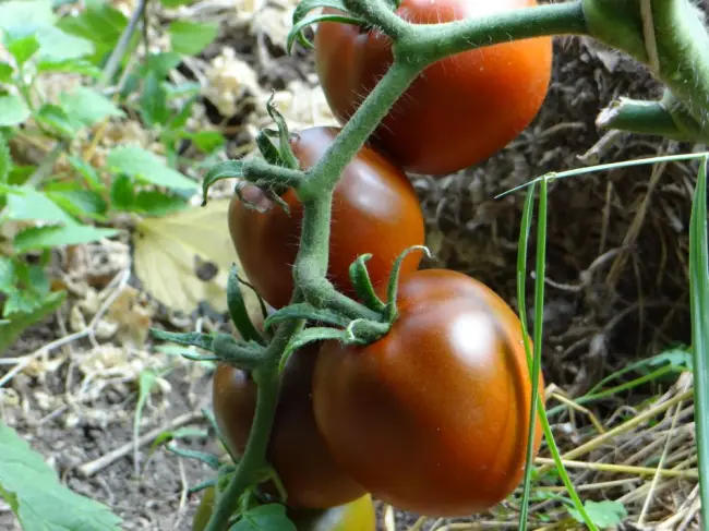 Томат Черная лакомка: характеристика и описание сорта, выращивание с фото