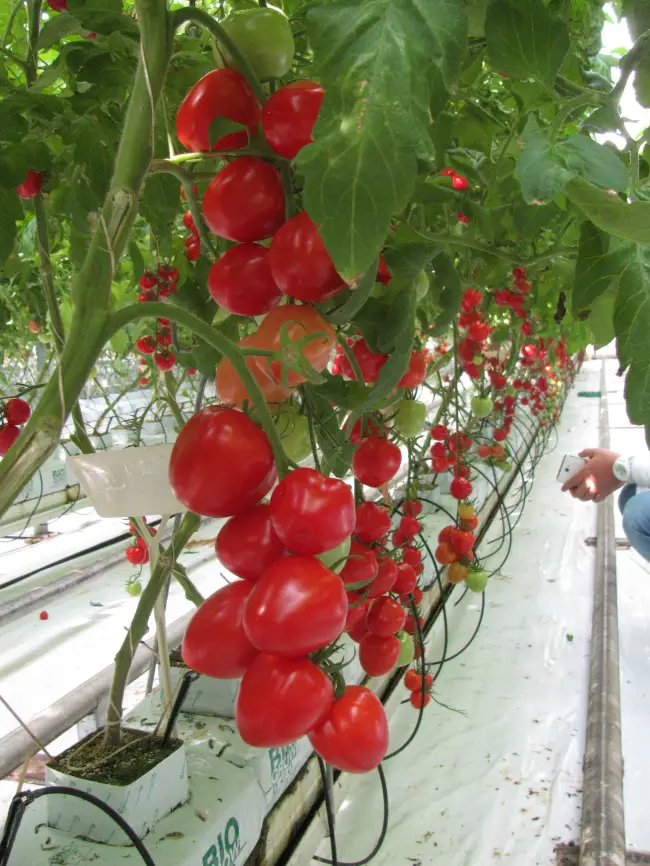 Аморе F1 — сорт томатов: характеристики, фото, отзывы