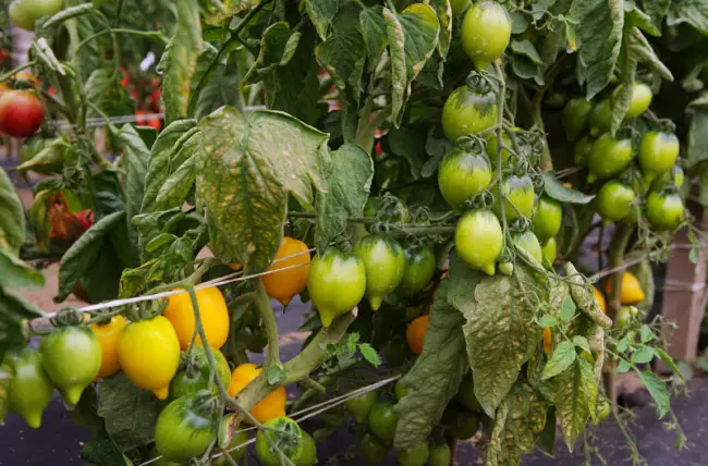 Чем интересен томат Чудо света, нужно ли его сажать десятками кустов. В чём состоят особенности агротехники этого сорта. Как используют урожай.