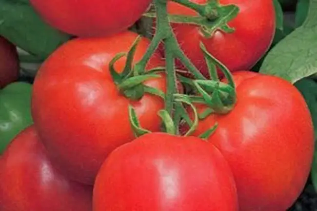 Сорт томата: Шустрик   f1 | Supersadovod — о саде и огороде просто и интересно