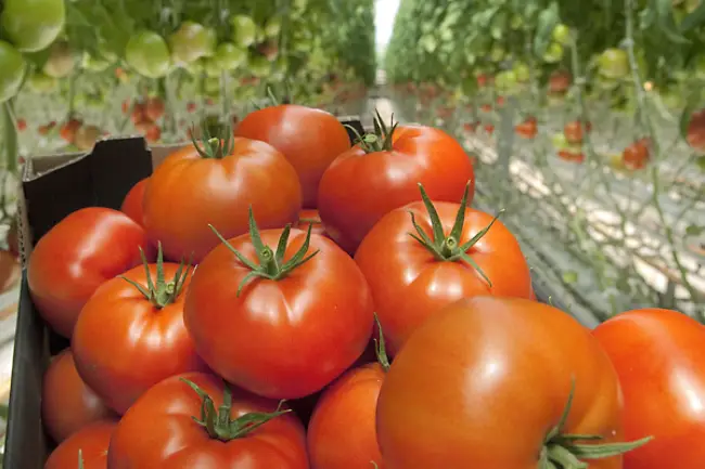 ЭДАМСО F1 — томаты для закрытого грунта | «Сингента» в России
