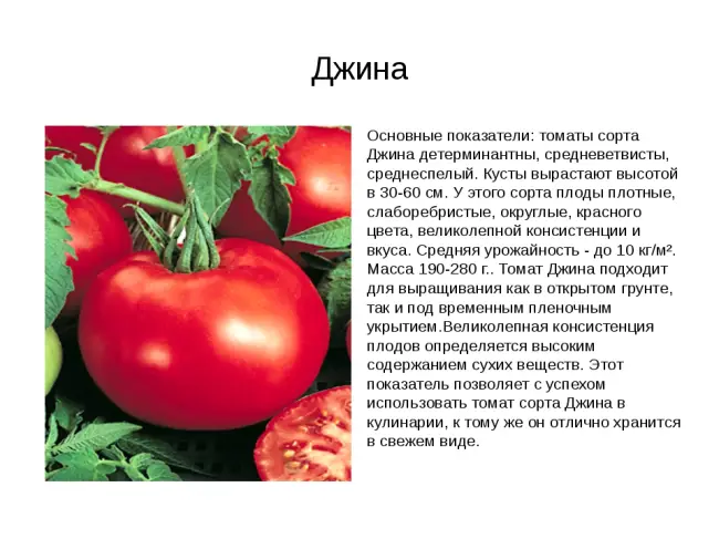 Томат элегия описание сорта — «Будет целое море томатов»: агроном раскрыла секреты, о которых вы не знали | ОБЩЕСТВО | АиФ Новосибирск
