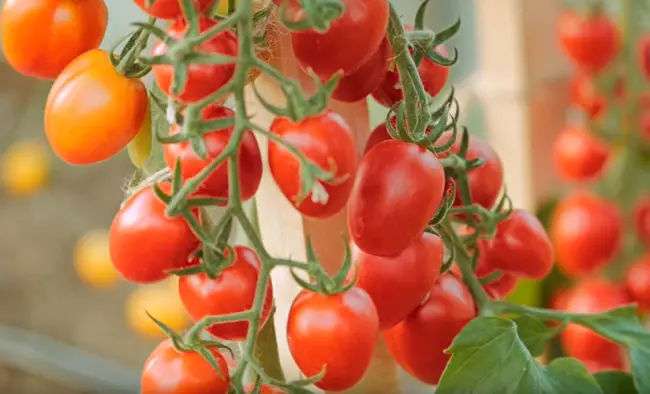 В этом видео продолжаю обзор самых урожайных сортов томатов.Хочу показать  СУПЕР УРОЖАЙНЫЙ ТОМАТ ЧЕРРИ ЭЛИЗАБЕТ!ЛУЧШИЕ ТОМАТЫ СЕЗОНА!************************…