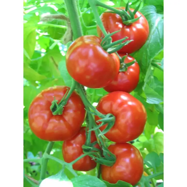 Выращивание томата Энерго