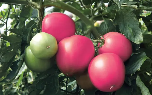 Томат ягода малина описание сорта — Рассмотрены особенности сорта томата