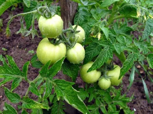 Разновидности сорта Ямал, характеристика и описание томатов Ямал, особенности выращивания рассады и ухода за ней.