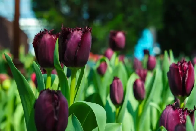 Черные тюльпаны: история выведения темных сортов, посадка и уход — Маленький огород