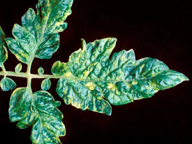 Вирусная мозаика на шпинате — Выращивание шпината, в том числе в открытом грунте, а также описание лучших сортов с характеристикой и отзывами